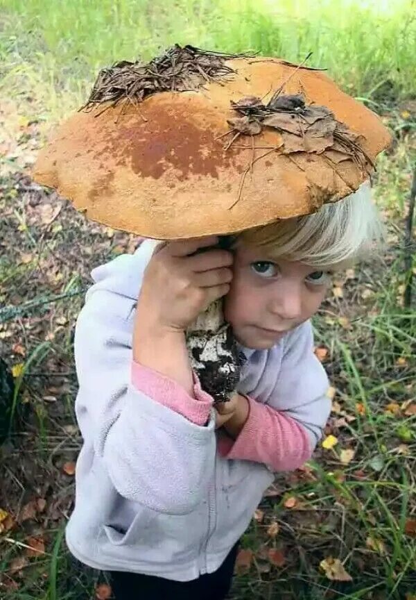 Боюсь есть грибы. Веселый гриб. Самый большой гриб. Самый большой подосиновик гриб. Гигантские грибы.