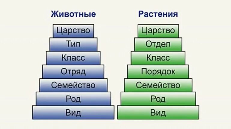 Царство Тип класс отряд семейство род. Царство Тип отдел класс порядок семейство род вид. Биология царство Тип класс отряд семейство род вид. Последовательность род вид царство