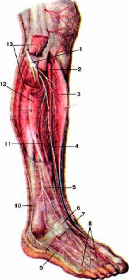 Малоберцовый нерв стопа. Топографическая анатомия малоберцового нерва. Анатомия малоберцового нерва на голени. Малоберцовая нерв анатомия человека. Малоберцовый нерв на стопе.