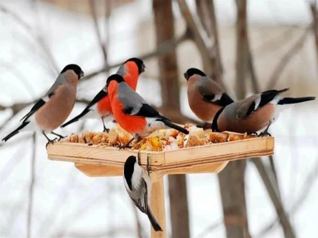 Птицы зимой песни. Птицы зимой. Кормушка для птиц. Покормите птиц зимой. Зимующие птицы на кормушке.