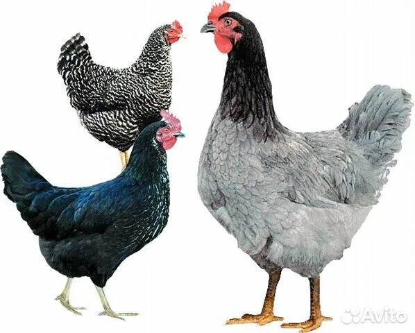 куры 300 яиц в год. шейвер куры. куры 300 яиц в год. чешский доминант д959. курицы доминант кросс.