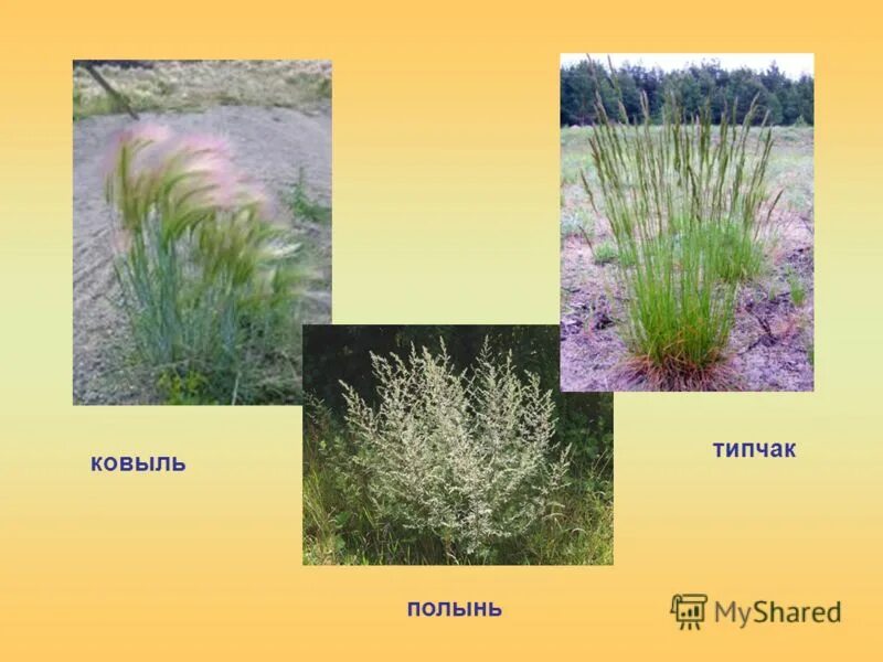 Типчак где растет. Типчак где растет. Типчак где растет. Типчак кавыльный растение. Типчак где растет.