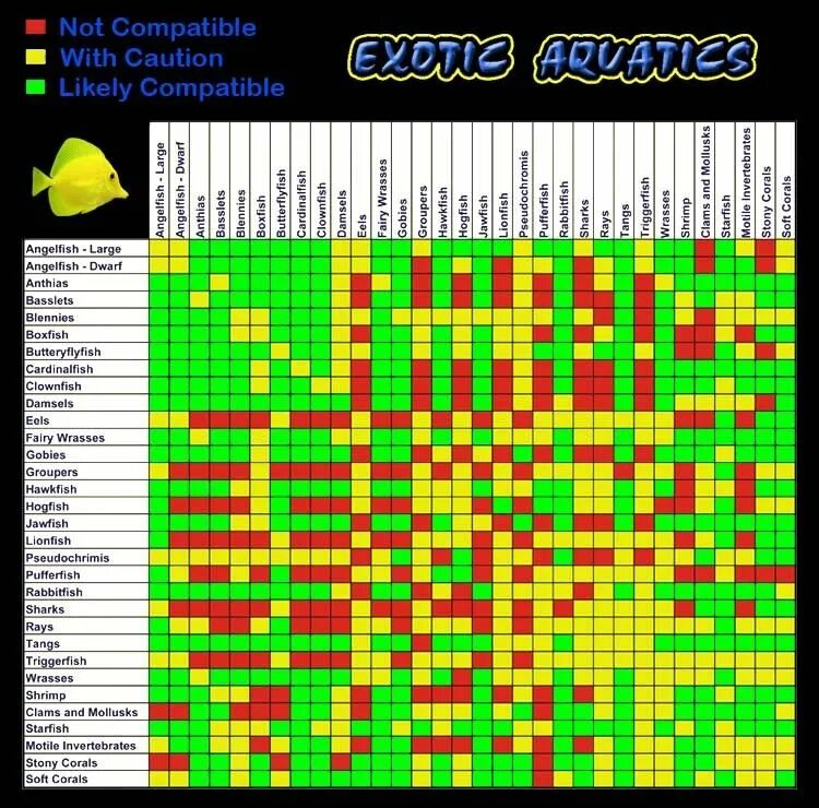 Совместимость рыб. Совместимость рыбок в аквариуме. Таблица совместимости рыбок. Совместимые рыбки в одном аквариуме. Петухи рыбы совместимость