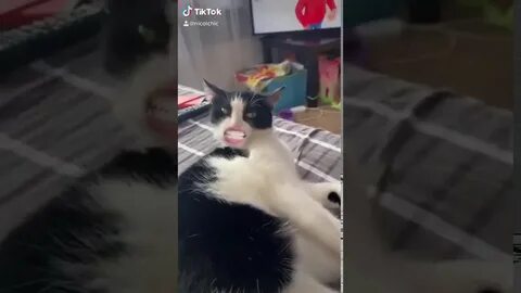 Тик ток кот говорит