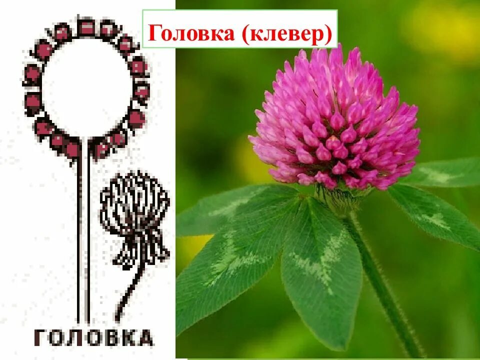 Клевер луговой жилкование листьев. Соцветие головка клевер. клевер двудольное. лист клевера простой или сложный. головка клевер луговой.