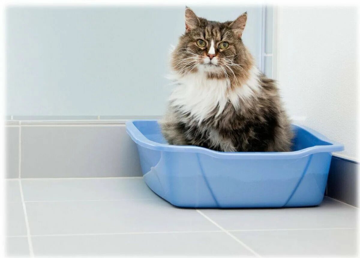 Котенок ходит в горшок