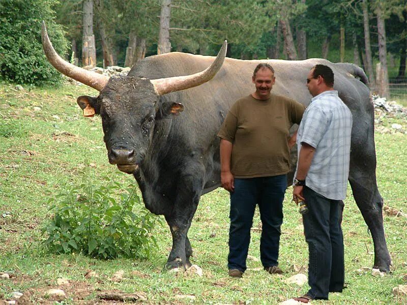 Человек человеку вол. Гаур гаял. Гаур бык. Дикий бык Гаур. Индийский бык Гаур.