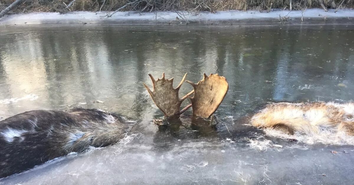 Лось пил воду. Вмерзшие в лед животные.