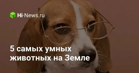 Умные животные отзывы