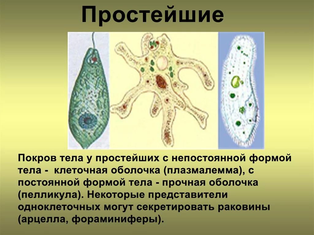 Одноклеточные животные. Формирование простейших систем. Подцарство одноклеточные простейшие. Виды простейших. Покровы тела одноклеточных животных.