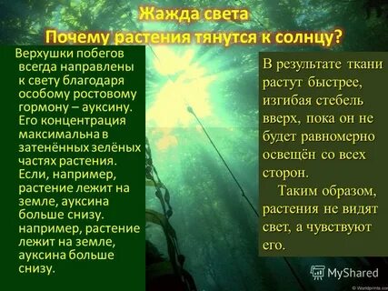 Почему растения являются основой жизни на земле