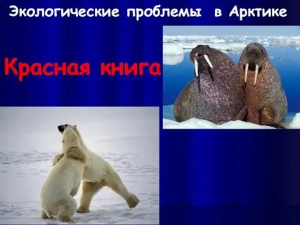 Какая экологическая проблема существует в арктике