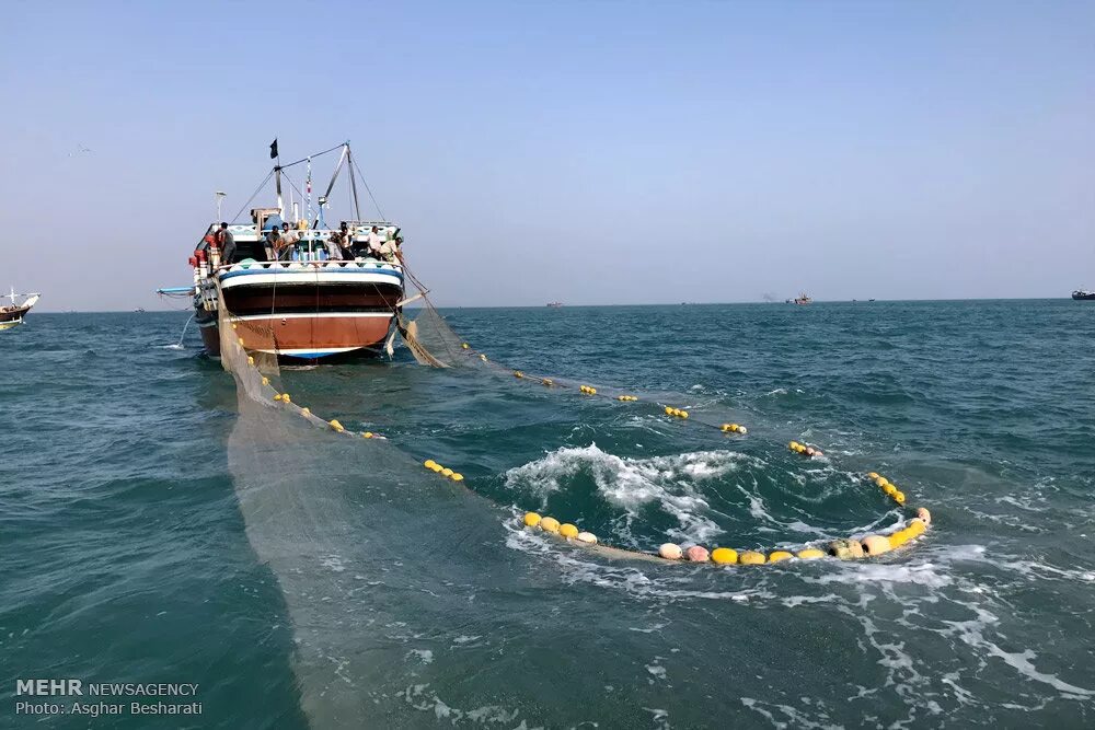 Промыслы в океане. Промысловые рыбы Каспийского моря. Каспийское море рыбный промысел. Рыболовство на Каспийском море. Добыча рыбы в Каспийском море.