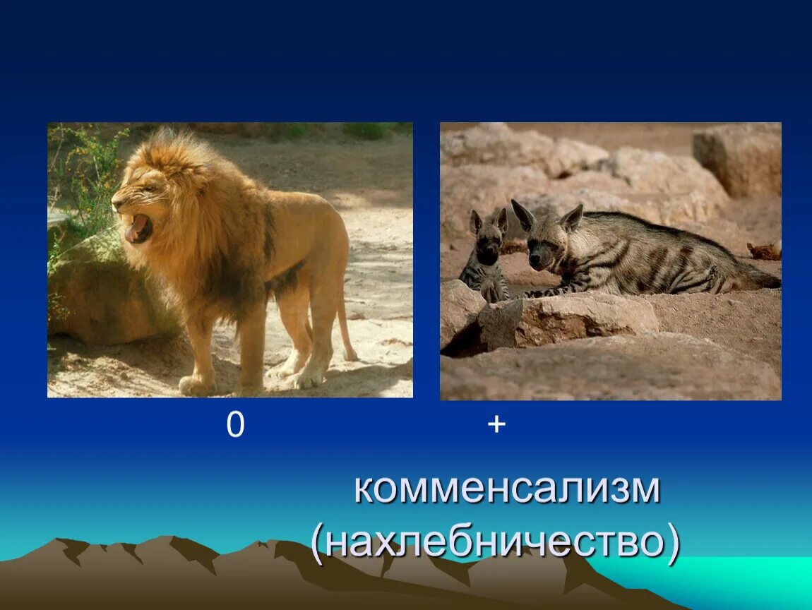 Нахлебничество примеры животных. 4)нахлебничество. нахлебничество тип взаимоотношений. нахлебничество в биологии.