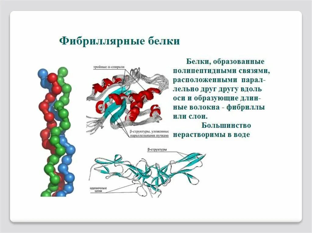 Структура белка фибриллярные белки. Четвертичная структура фибриллярного белка. Строение фибриллярных и глобулярных белков. Фибриллярные и глобулярные белки структура.