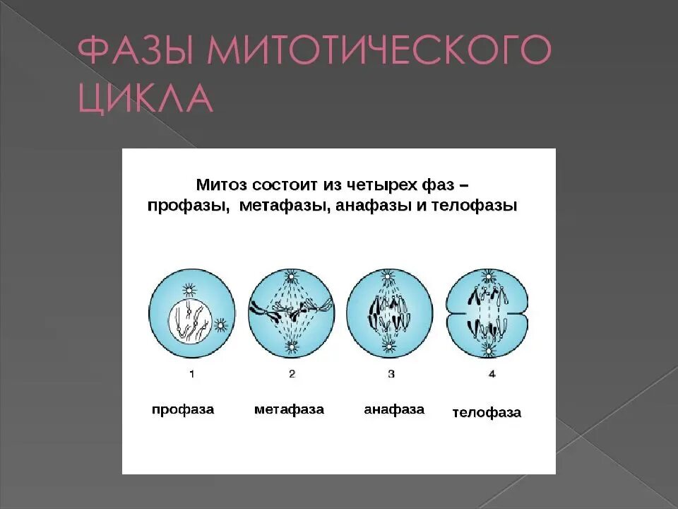 Деление клетки митотический цикл. Биология 9 класс клеточный цикл митоз. Жизненный цикл клетки деление клетки митоз 10 класс презентация. Деление клетки стадии деления. Жизненный цикл клетки митоз амитоз.