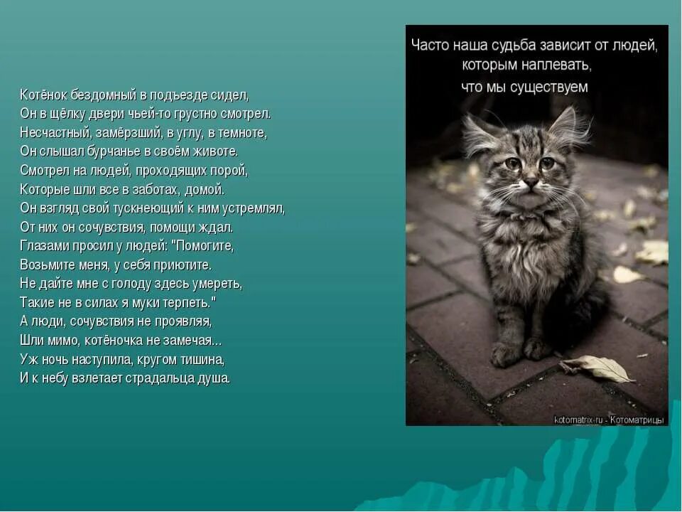 Жил на свете котенок. Стих про бездомного котенка. Стих про кошку. Стихи про котов. Котёнок Бездомный в подъезде сидел.