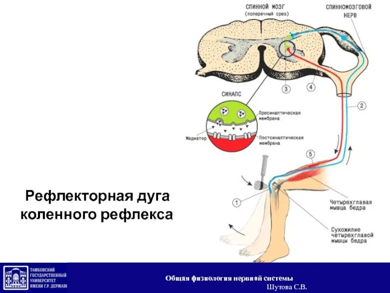 Коленный рефлекс процесс. Коленный рефлекс процесс