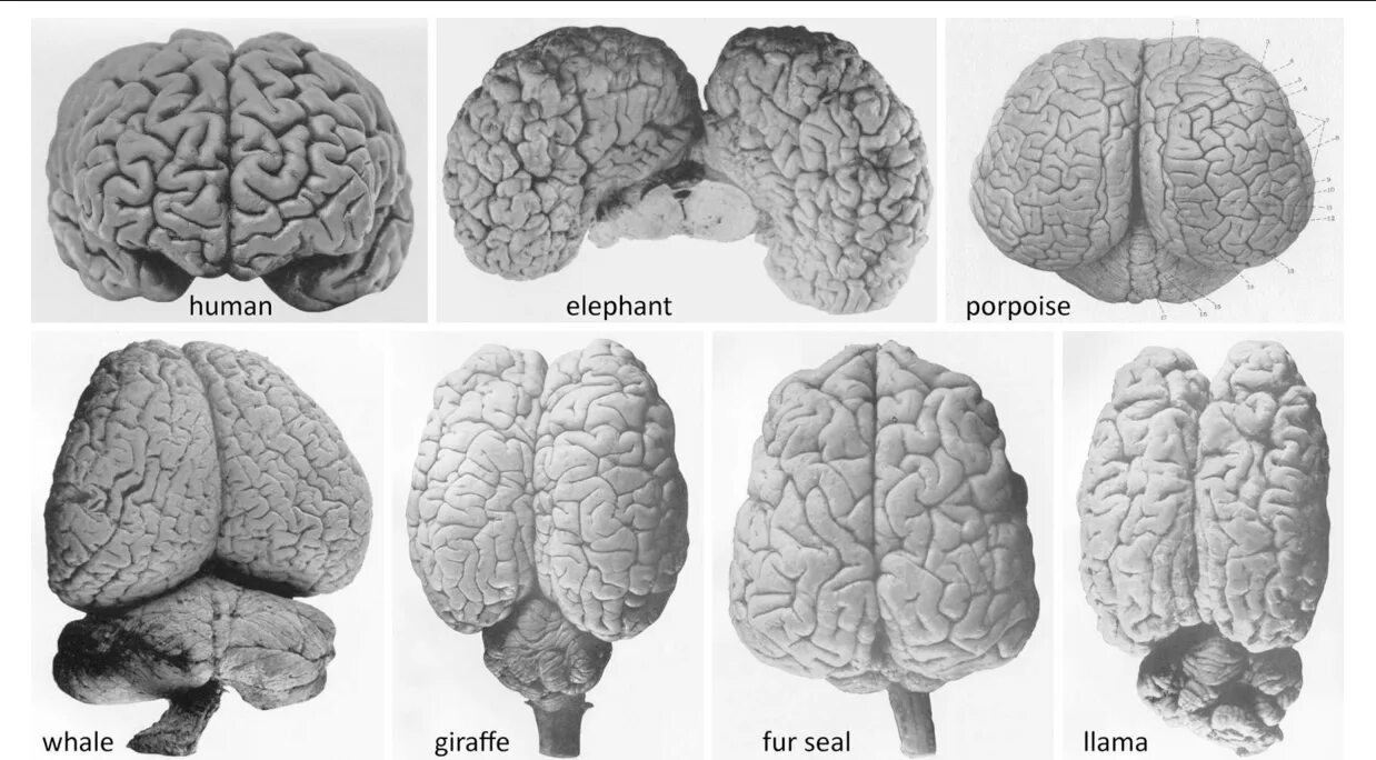 Относительные размеры мозга. Мозг дельфина и человека. Размер мозга человека и дельфина.
