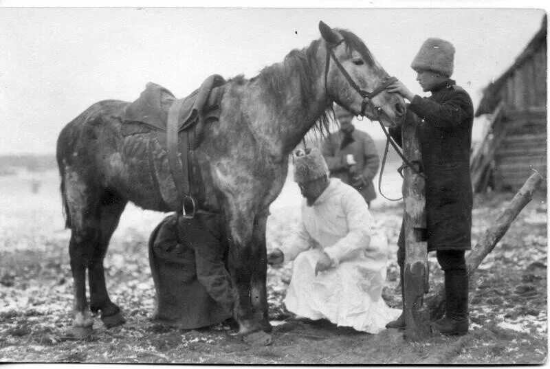 Военная Ветеринария в Великой Отечественной войне. Ветеринария в годы войны 1941 1945. Военные ветеринары в годы ВОВ. Лошади на войне. Кто не смог взять себе раненого коня