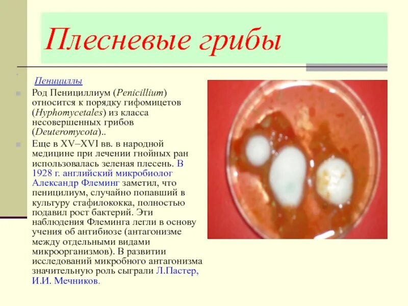 Примеры плесневелых грибов. Плесневые грибы. К плесневым грибам относятся. Плесневые грибы относятся. Плесневелые грибы названия.