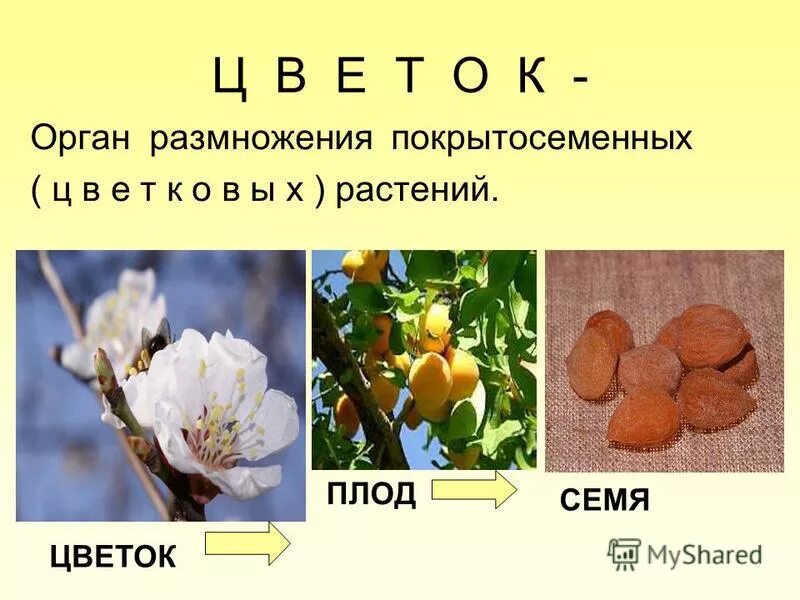 Растения имеющие плода. Цветы и плоды. плоды цветковых растений. цветок плод семена. плод цветкового растения.