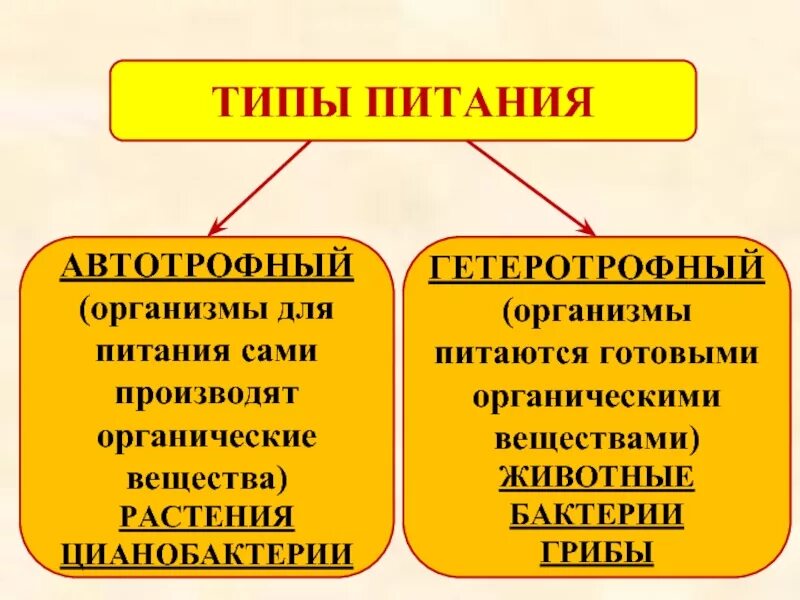 Электрический тип питания. Типы питания животных автотрофный гетеротрофный. тип питание автотрофное и гетеротрофное питание. автотрофный тип питания. тип питания автотрофный или гетеротрофный.