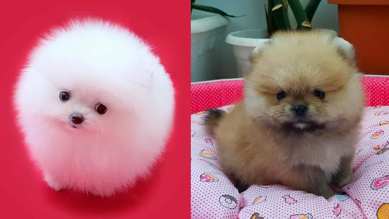Шпиц флаффи. Померанский шпиц корейский. Померанский мопс. Собачки маленькие пушистые настоящие. Мопс и померанский шпиц.