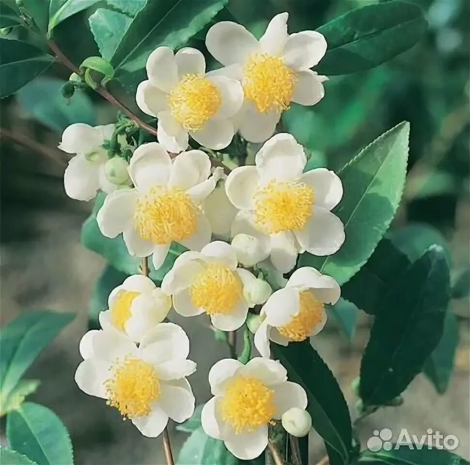 Как цветет чай фото Grow Tea Minto Island Tea Company Tea plant, Tea farm, Plants