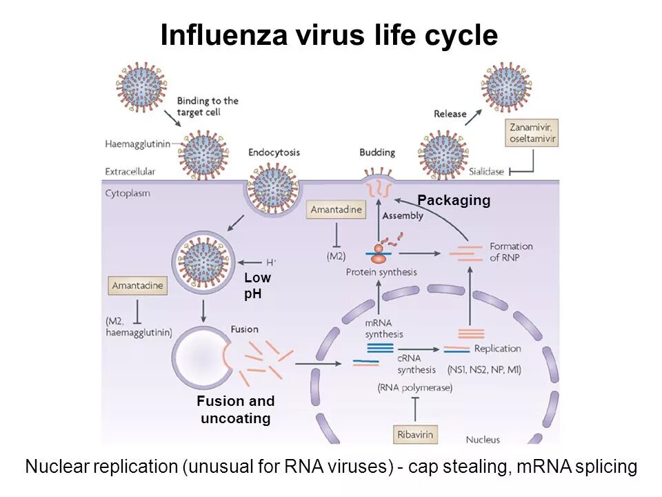Вирус лайф. Virus replication cycle. virus life cycle. вирус influenza. viral life cycle.