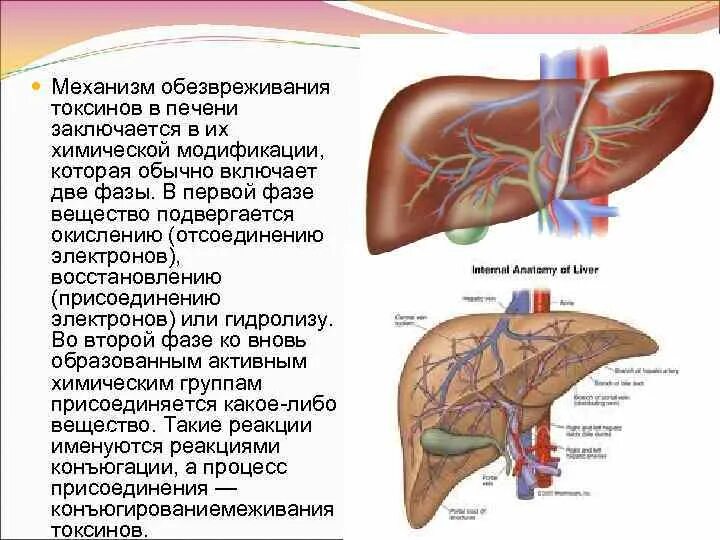 Вещества печени. Механизм обезвреживания в печени. Механизм обезвреживания токсинов в печени. Обезвреживание токсических веществ в печени. Механизмы обезвреживания токсических веществ в печени..