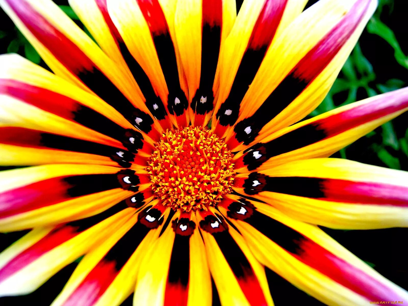 Цвета радуги. Цветы с разноцветными лепестками в природе. Цветочки отдельно. Цветок с четырьмя лепестками название. Тропические цветы на черном фоне.