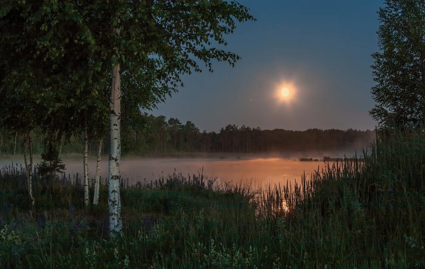 Опустился вечер. Березы ночью. Лунная летняя ночь в деревне. Природа России ночью. Месяц над прудом.