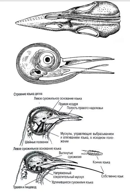 Дятел сотрясение мозга. Строение мозга дятла. Строение черепа дятла. Строение клюва птицы схема. Строение головы у Дятлов.