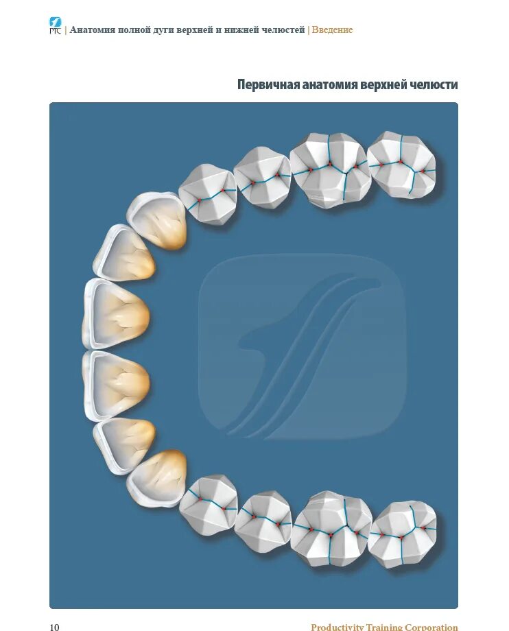 анатомия зубов рисунки. анатомия для зубных техников. анатомия передних зубов и изучение принципов естественной улыбки. популярная анатомия боковых зубов. анатомия для зубных техников.