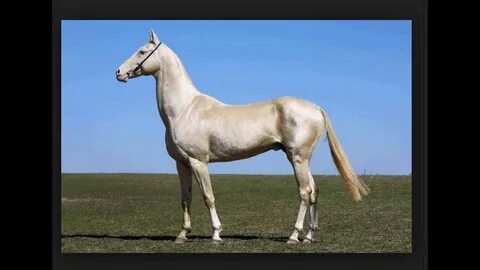 Мас әйелдің үлкен сиськимен үйдегі порно