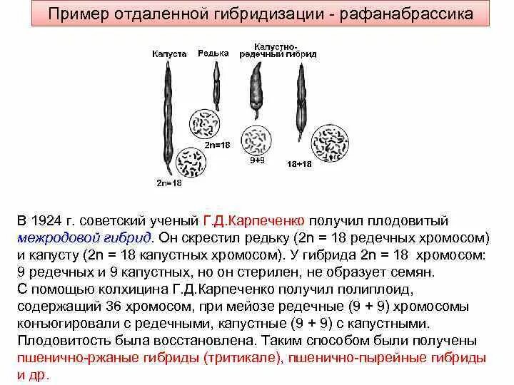 Карпеченко капустно редечный гибрид. Карпеченко рафанобрассика. Капустно-редечный гибрид Карпеченко. Примеры отдаленной гибридизации. Карпеченко гибрид редьки и капусты.