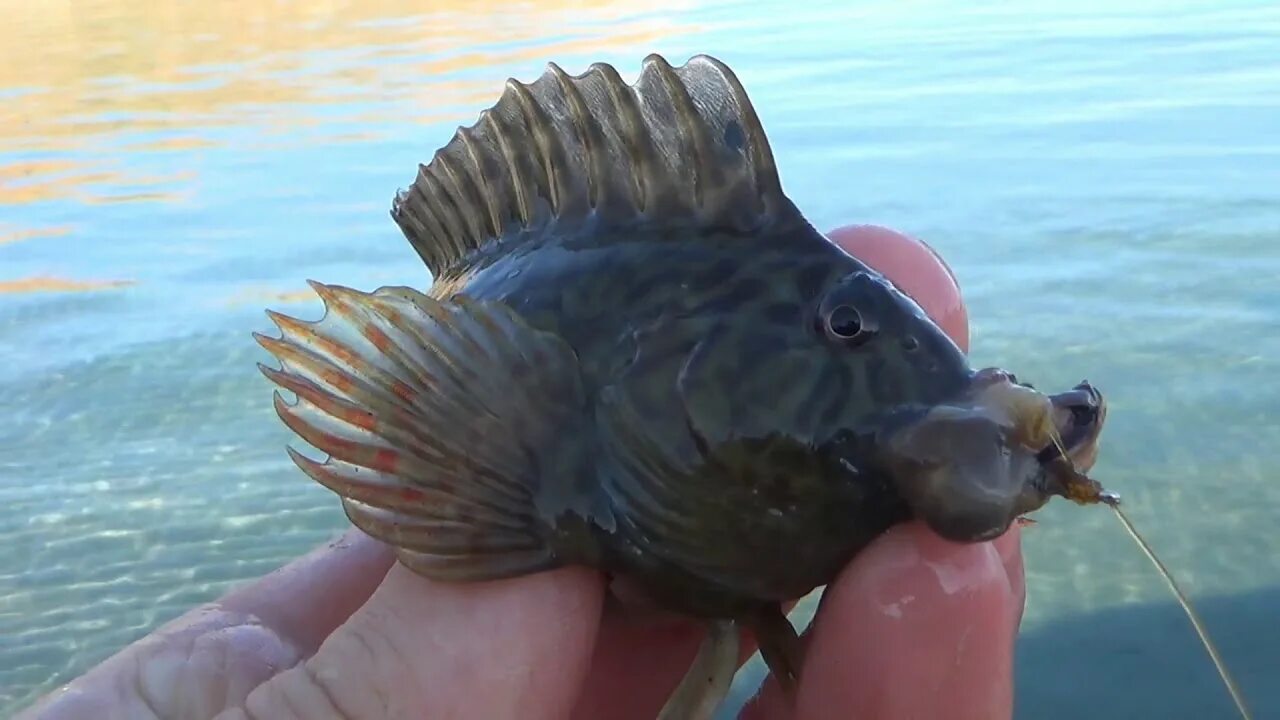 Морской бычок черное море. Бычок Черноморский Ерш. Рыба бычок в черном море. Бычки Азовского моря.