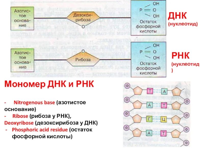 Нуклеотид состоит из остатка фосфорной кислоты. Строение нуклеотида днк и рнк. схема строения нуклеотида рнк. схема состава нуклеотида днк. схема строения нуклеотида днк.