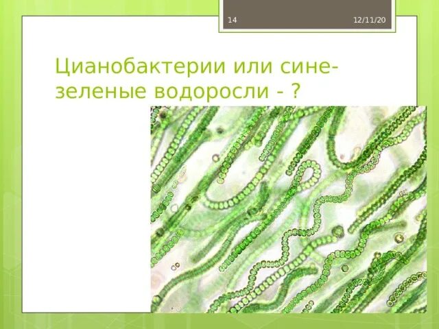 Цианобактерии или сине-зеленые водоросли. Цианобактерии размножение. Цианобактерии имеют хлоропласты. Цианобактерии прокариоты или нет. Группы организмов цианобактерии