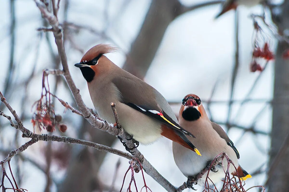 Почему свиристели. Bombycilla garrulus. Свиристель Сибирская. Свиристель птица. Свиристель самка.