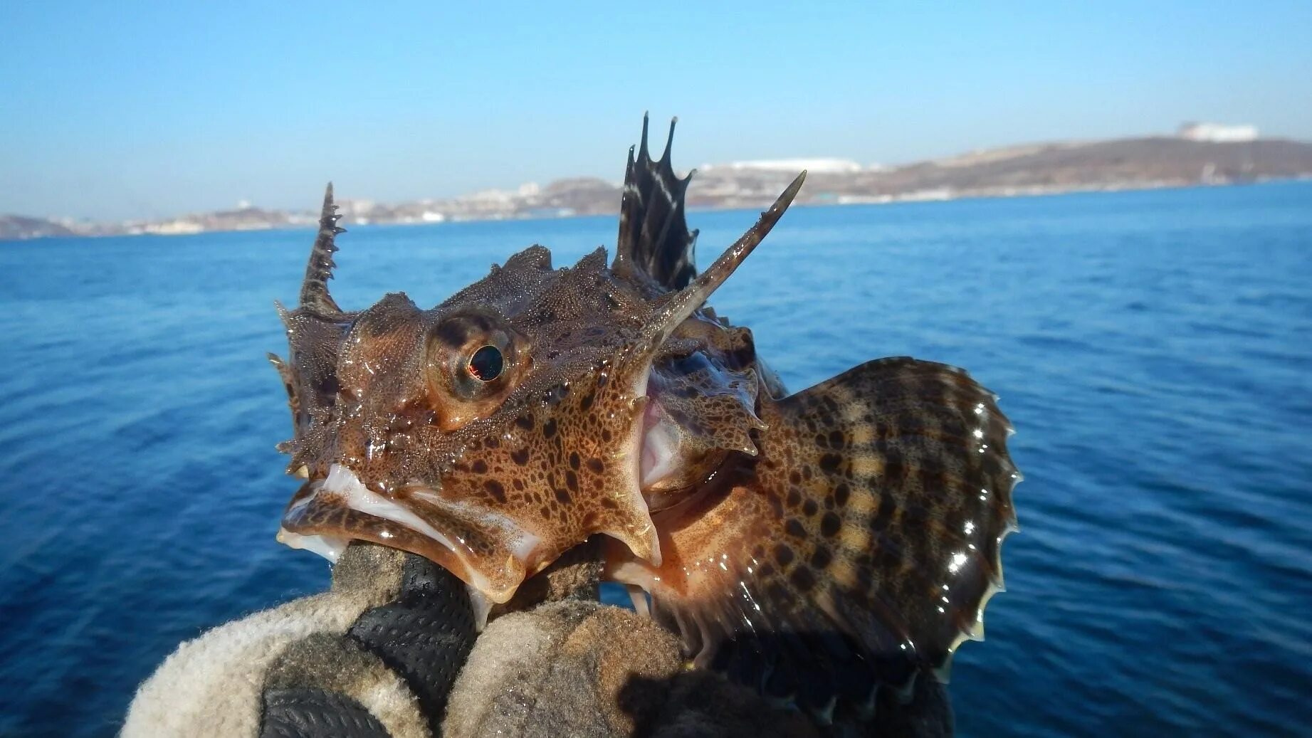 Бычок азовского моря. Морской бычок Дальневосточный. Черноморская скорпена-ёрш. Дальневосточный бычок рыба. Бычок рыба морской Черноморский.