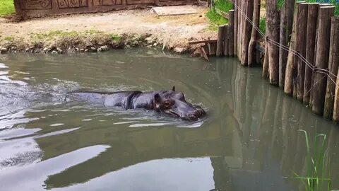 Затопило сафари парк