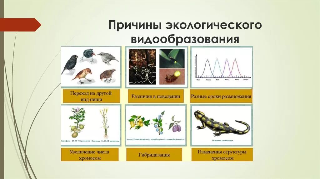 Причины биологического видообразования. Причины экологического видообразов. Экологическое видообразование примеры. Экологическое видообразовния примеры. Видообразование примеры животных
