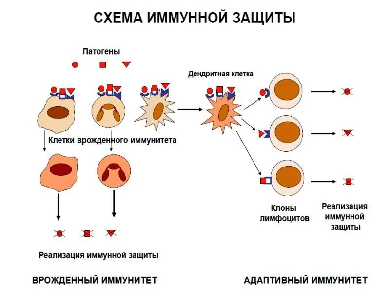 Какова схема работы иммунитета Иммунная система человека презентация, доклад, проект скачать