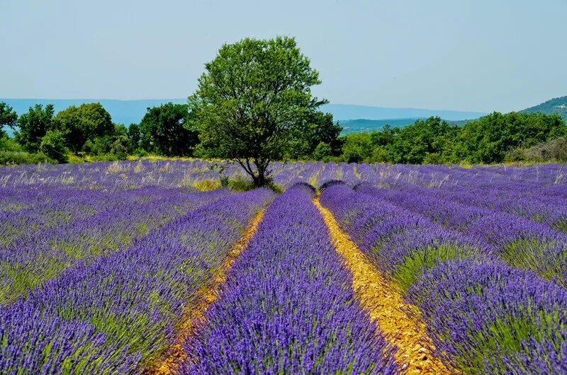 отель прованс рязань. лавандовые поля в венгрии. Gallery provence. валансоль франция. франция лавандовые поля период цветения.