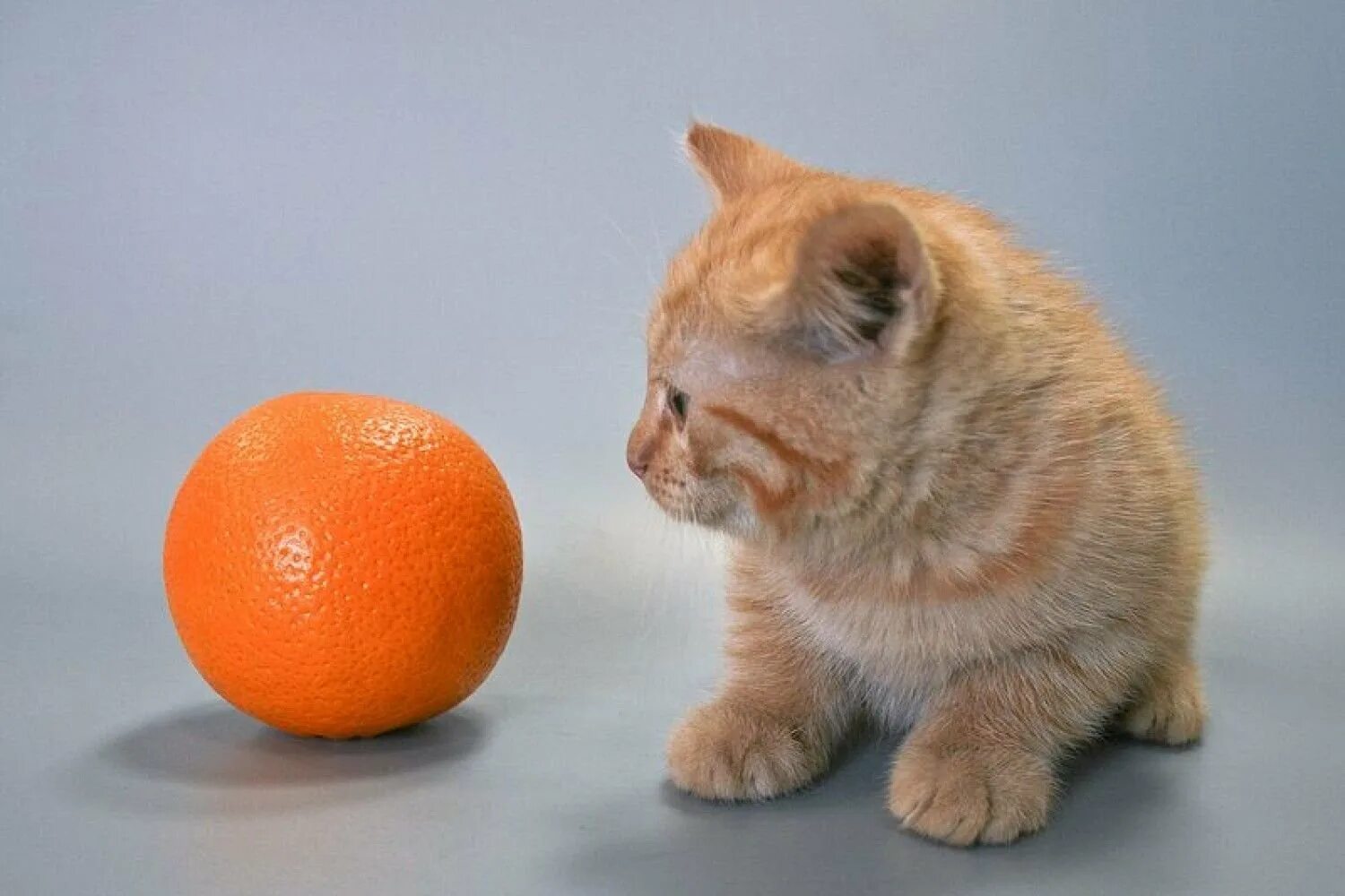 Апельсин животное