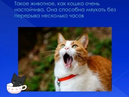 Что делать если кошка мяукает без причины