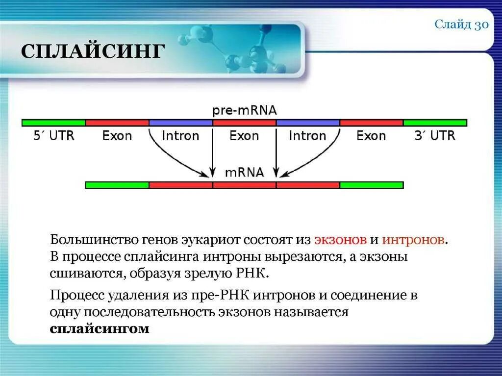 Механизм сплайсинга эукариот. Механизм сплайсинга РНК эукариот. Альтернативный сплайсинг процесс РНК. Альтернативный сплайсинг у эукариот.