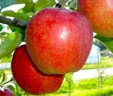 Яблоня куйбышевская описание фото